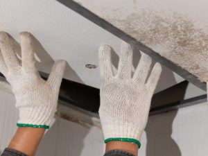 Worker wearing gloves inspecting ceiling tiles for roof condensation leaks, with visible mould growth and water damage.