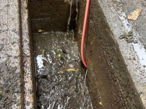 Sewer drain blocked with debris and water blockage being cleared with a hose.