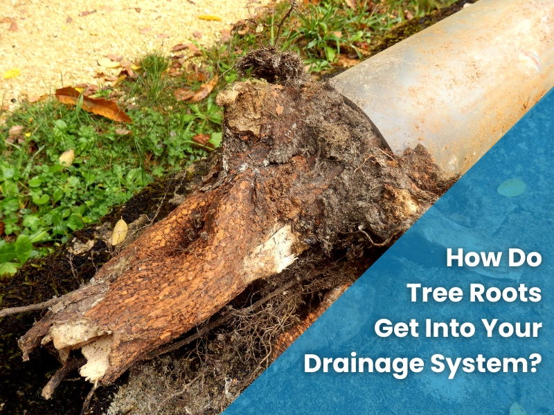 A damaged drainage pipe clogged with tree roots, showing how tree roots infiltrate drainage pipes underground.